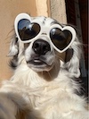 Golden retriever wearing heart-shaped sunglasses facing the camera indoors.