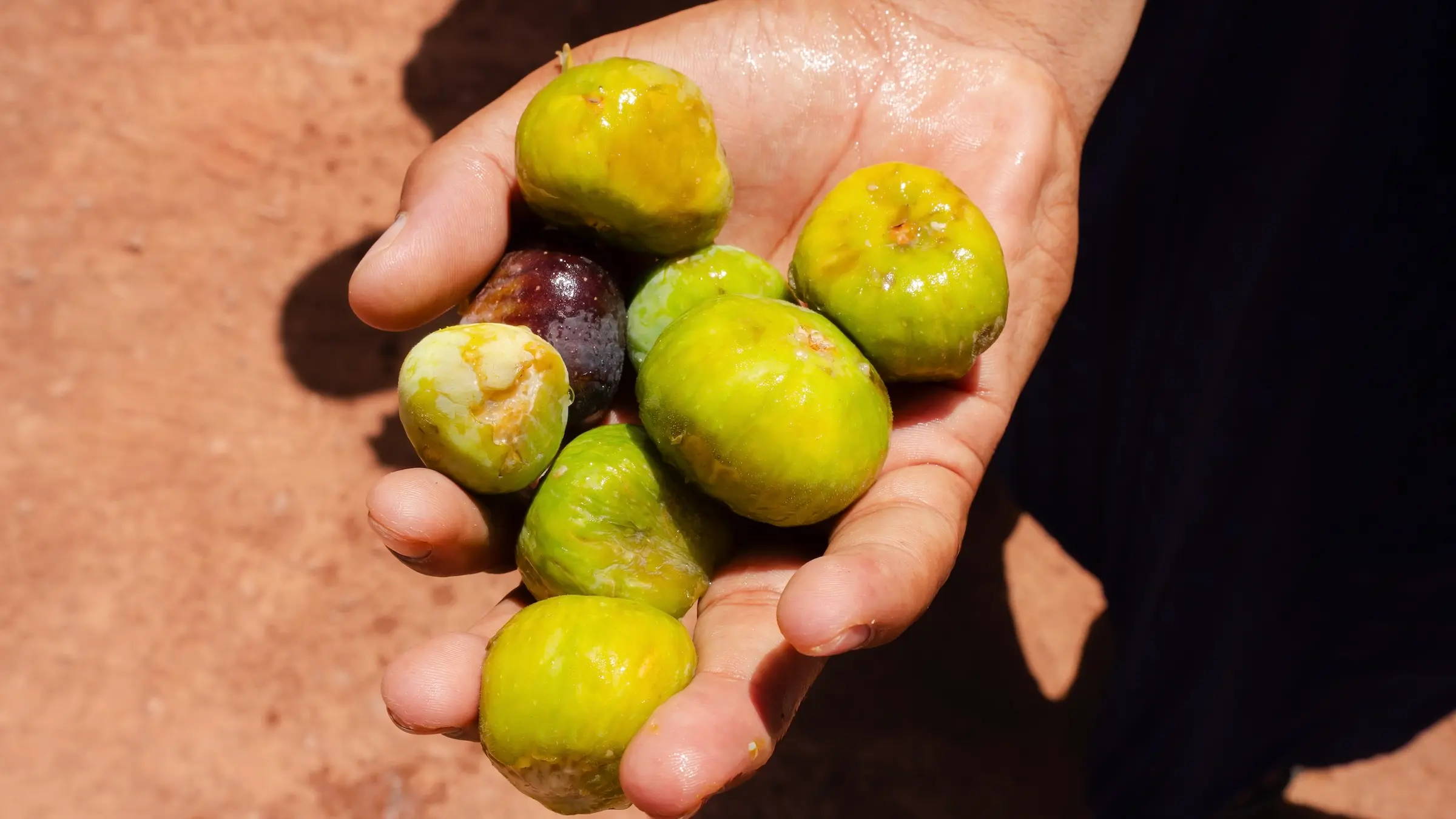 Image of seasonal fruit from Morocco's Atlas region, demonstrating the produce of the country and it's rich variety of seasons. 