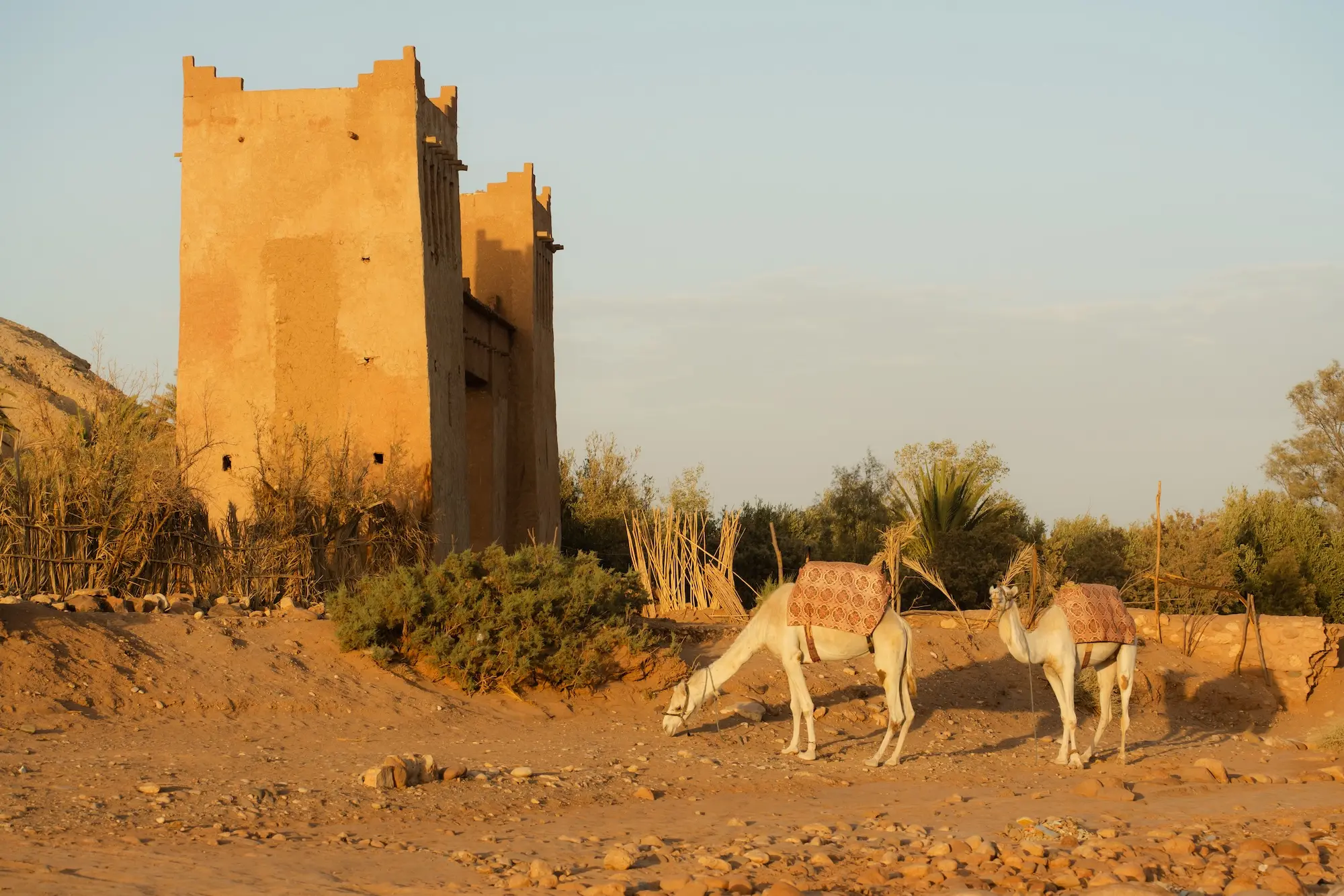 Camels in the Anti-Atlas mountains of Morocco