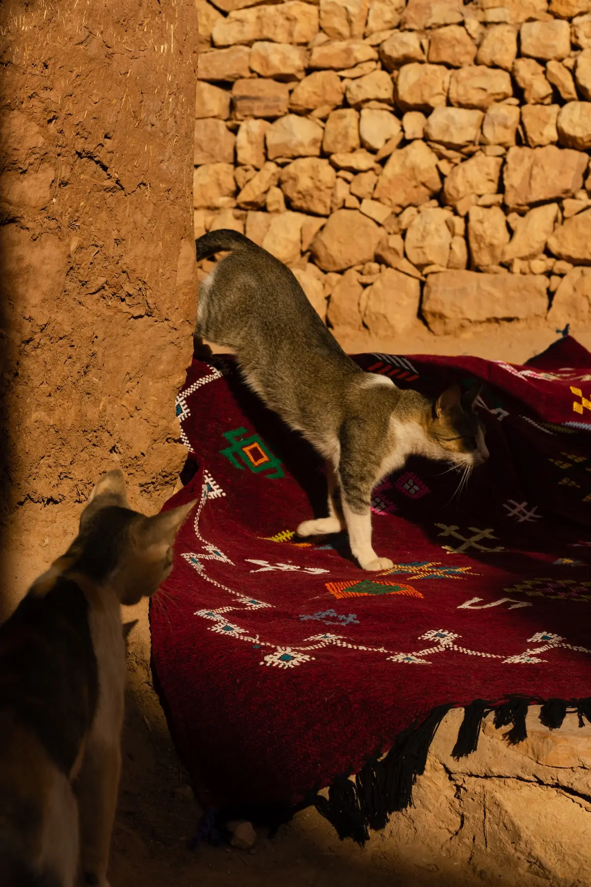 Slow movement of cats on traditional Moroccan rugs in Ait Ben Haddou Morocco