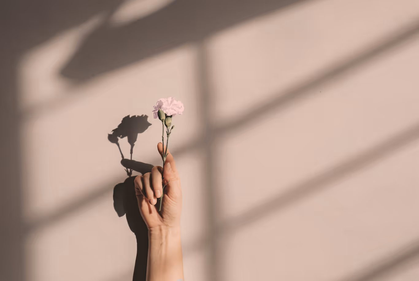 Hand holding a delicate light pink carnation flower casting a shadow on a beige wall with soft window shadows.