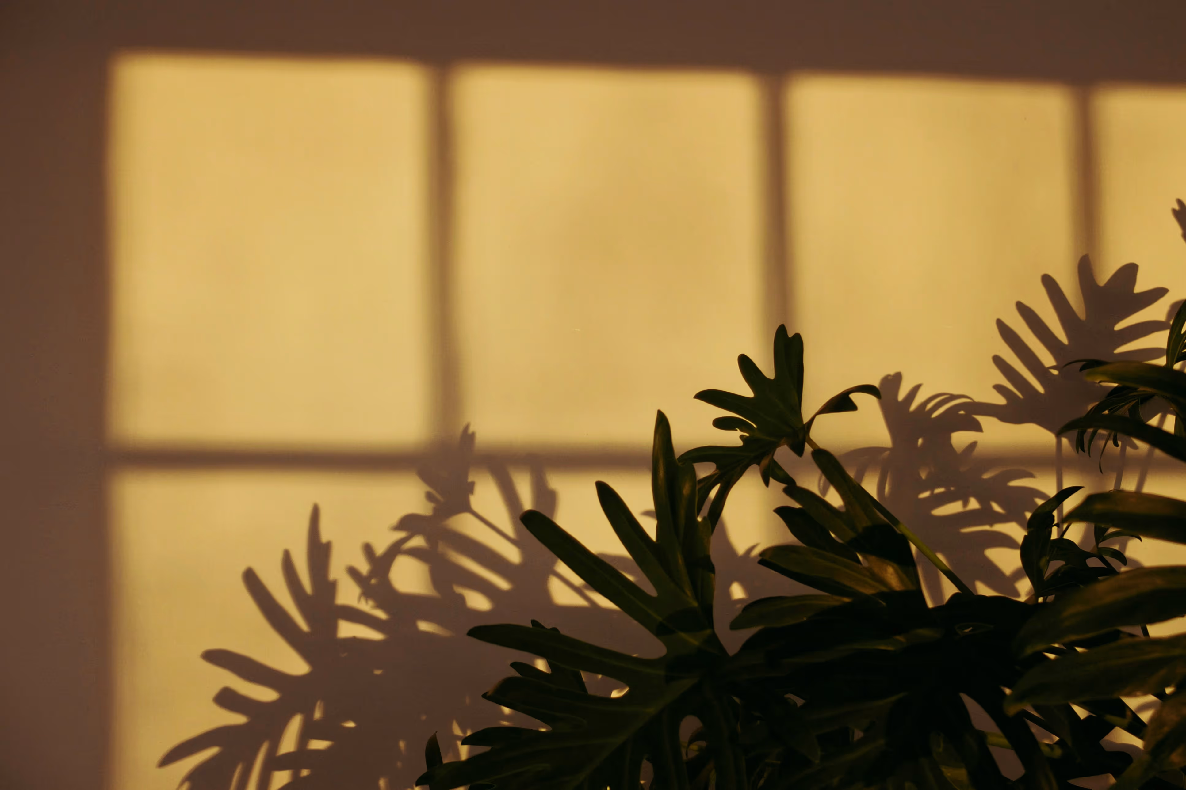 Shadow of large leafy plant cast on a beige wall with windowpane shadows.
