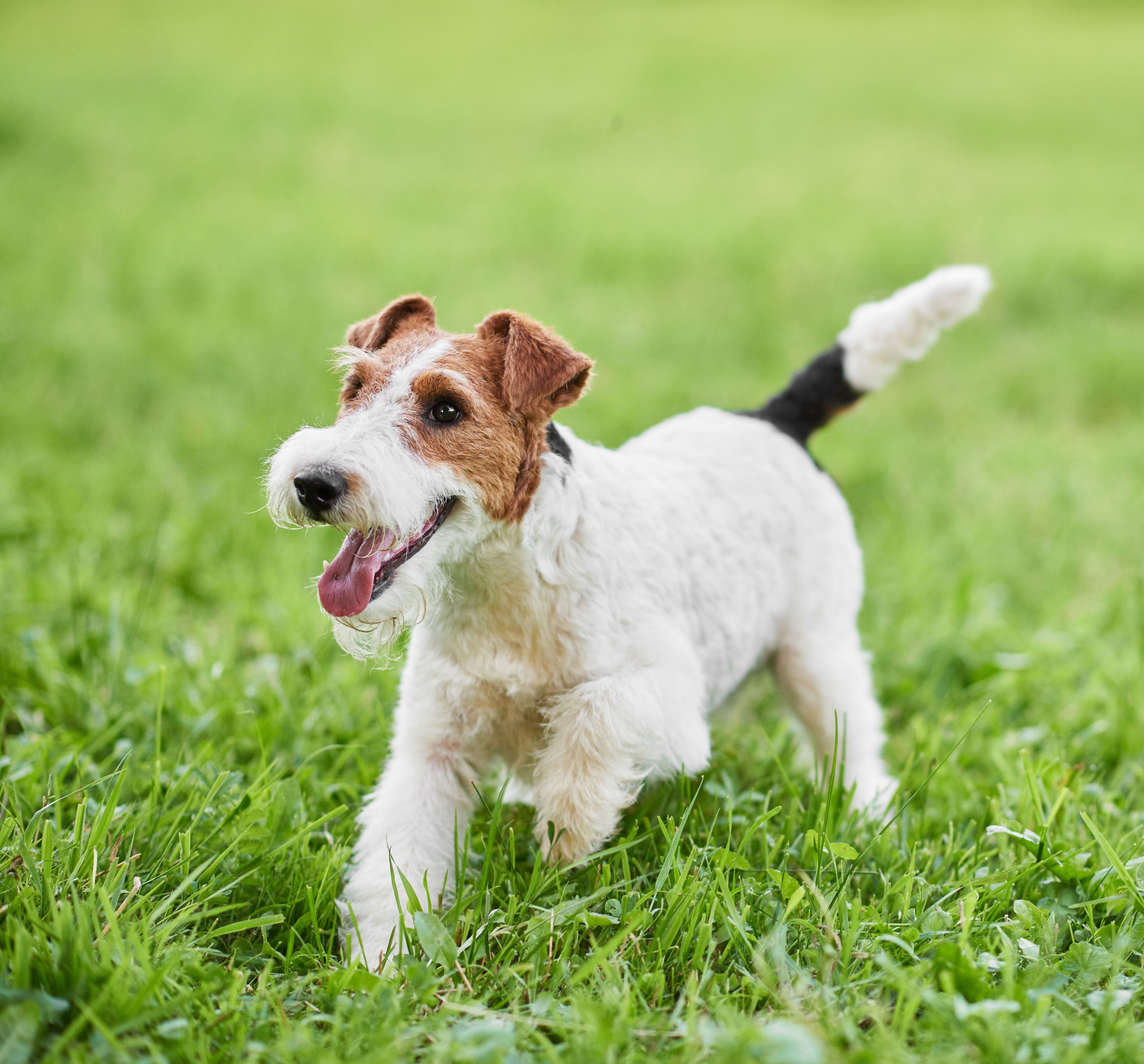 Fox Terrier à poil dur