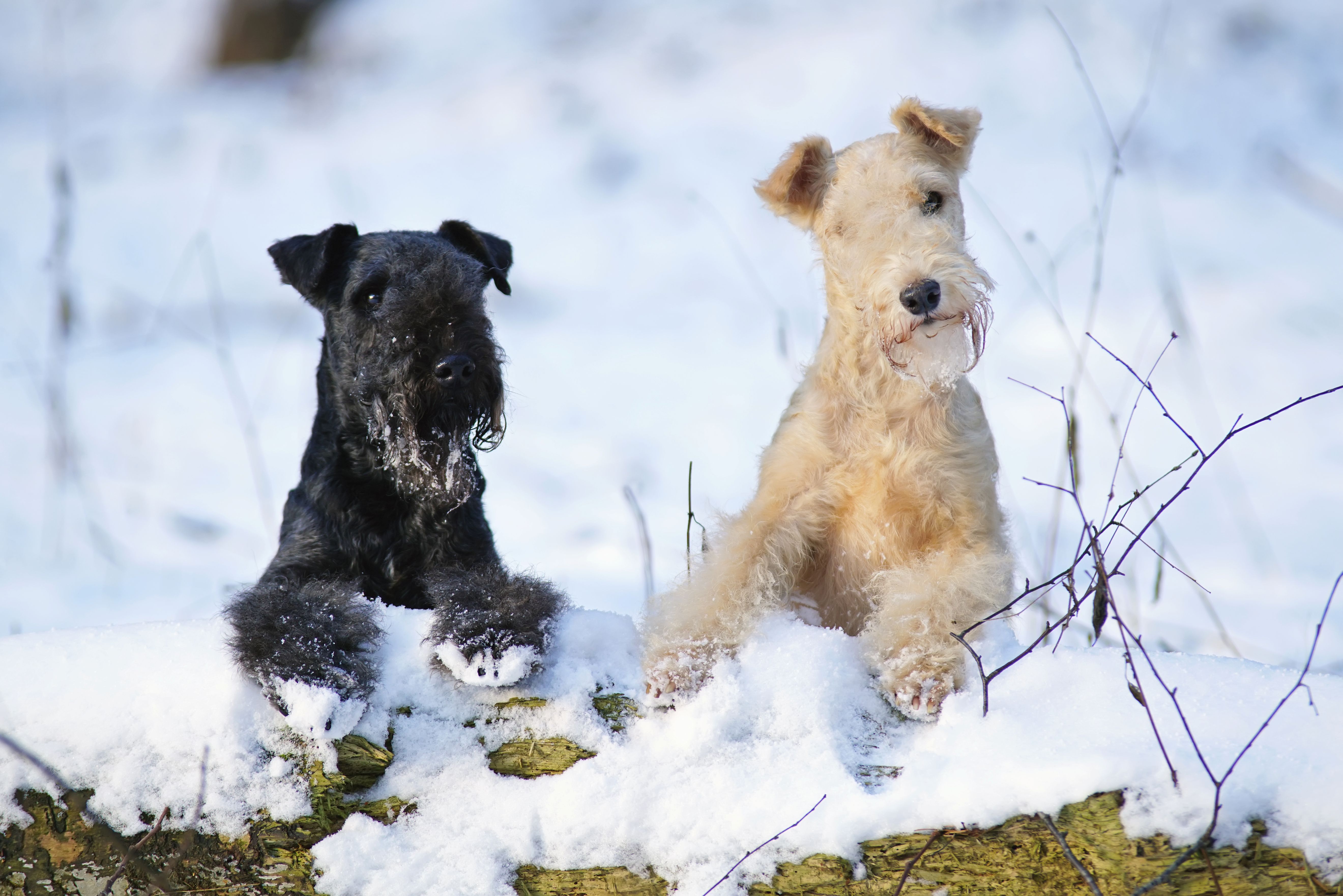Lakeland Terrier
