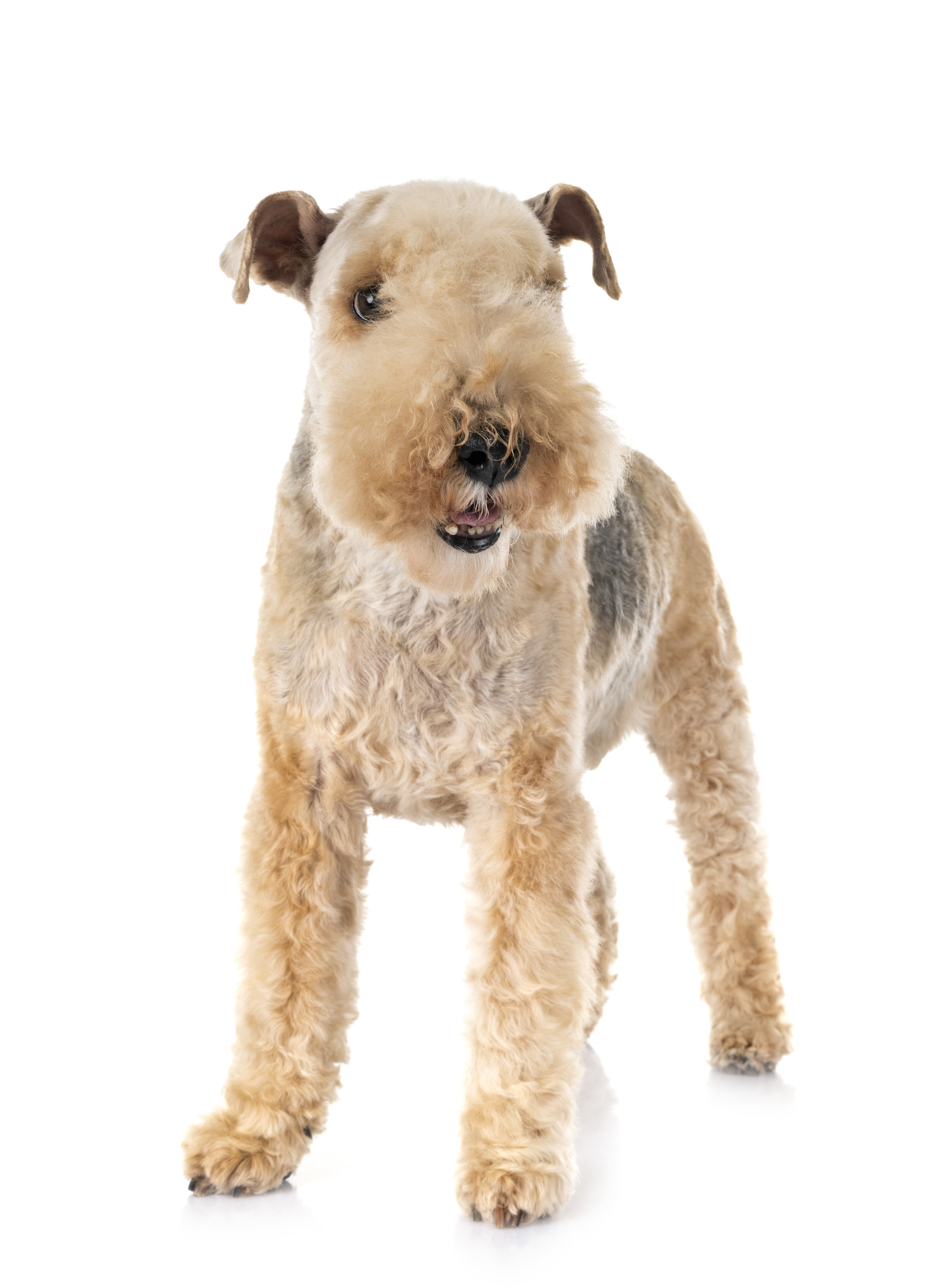 Lakeland Terrier