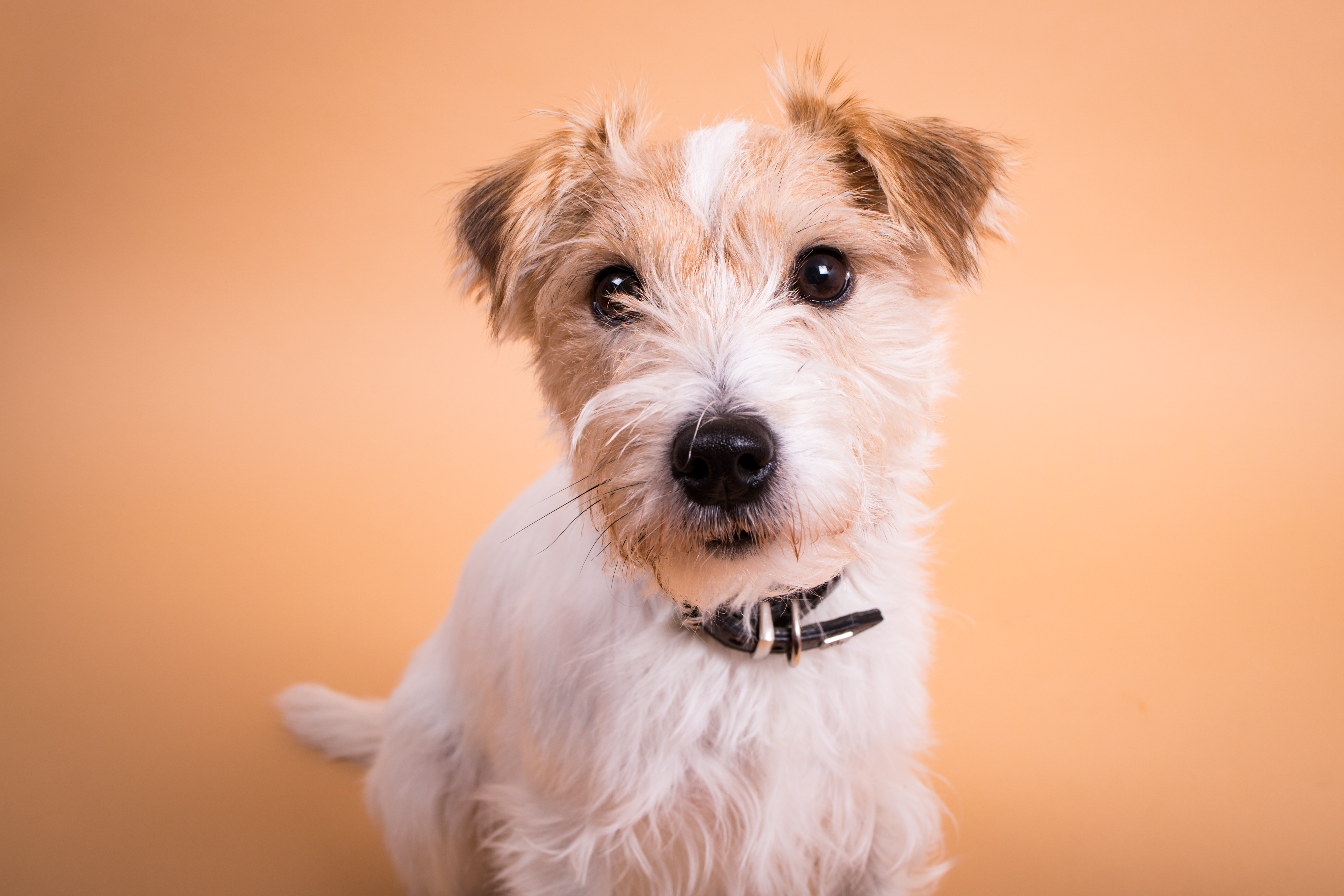 Parson Russel Terrier
