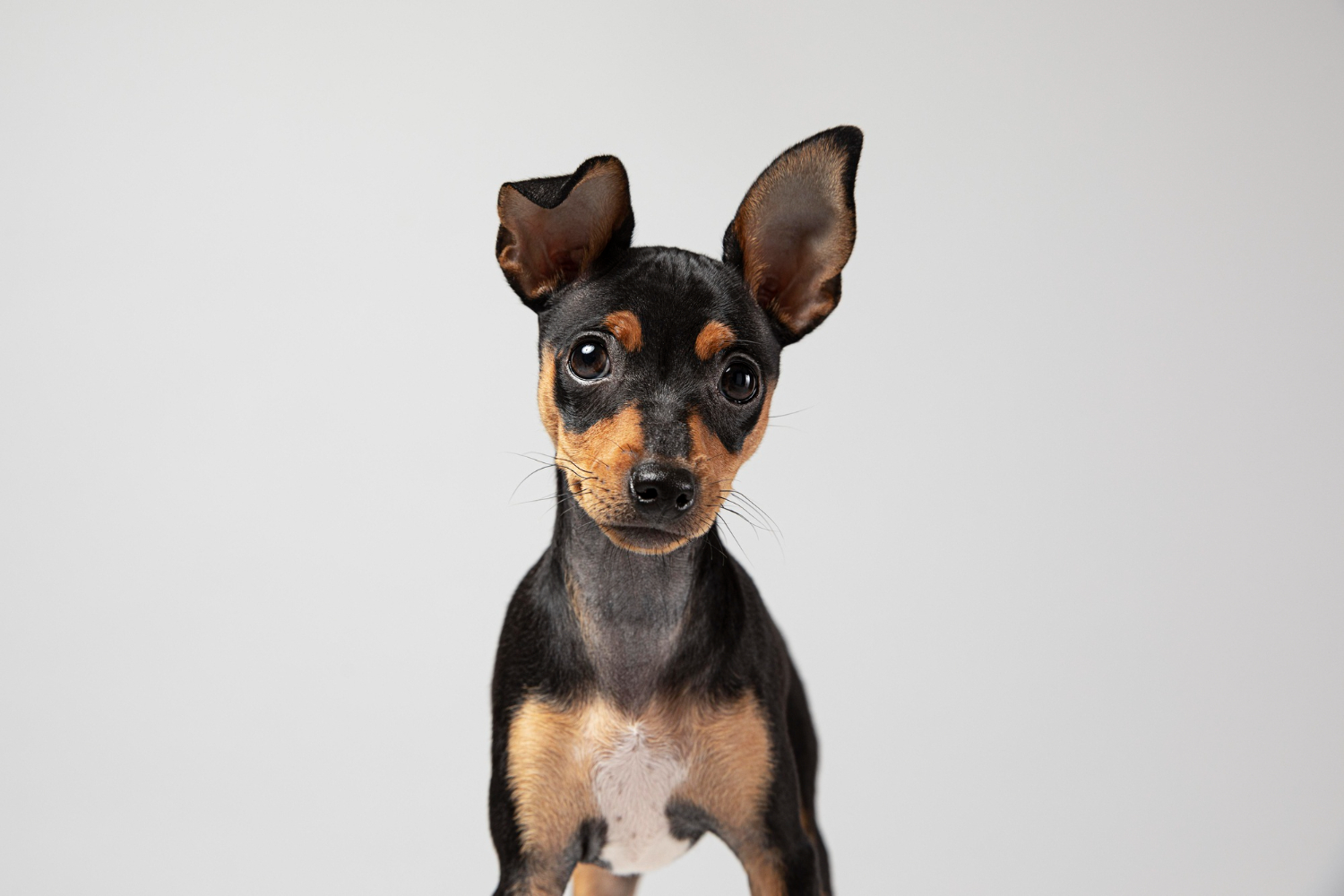 Pinscher Nain
