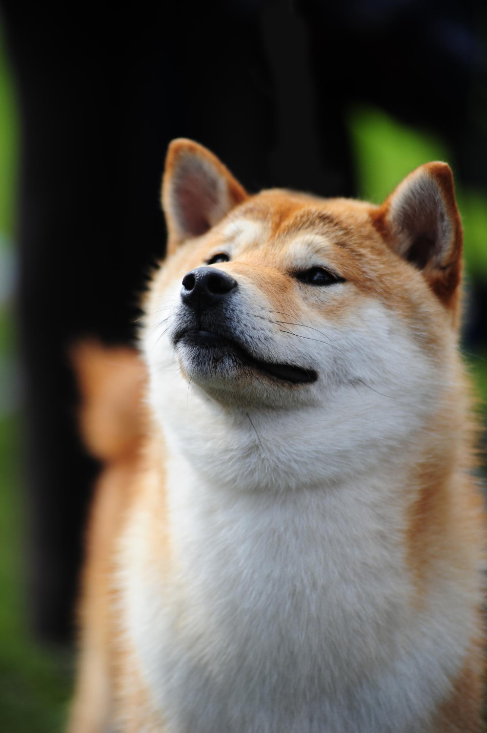 Shiba Inu