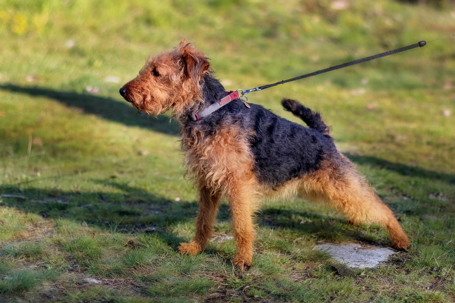 Welsh Terrier
