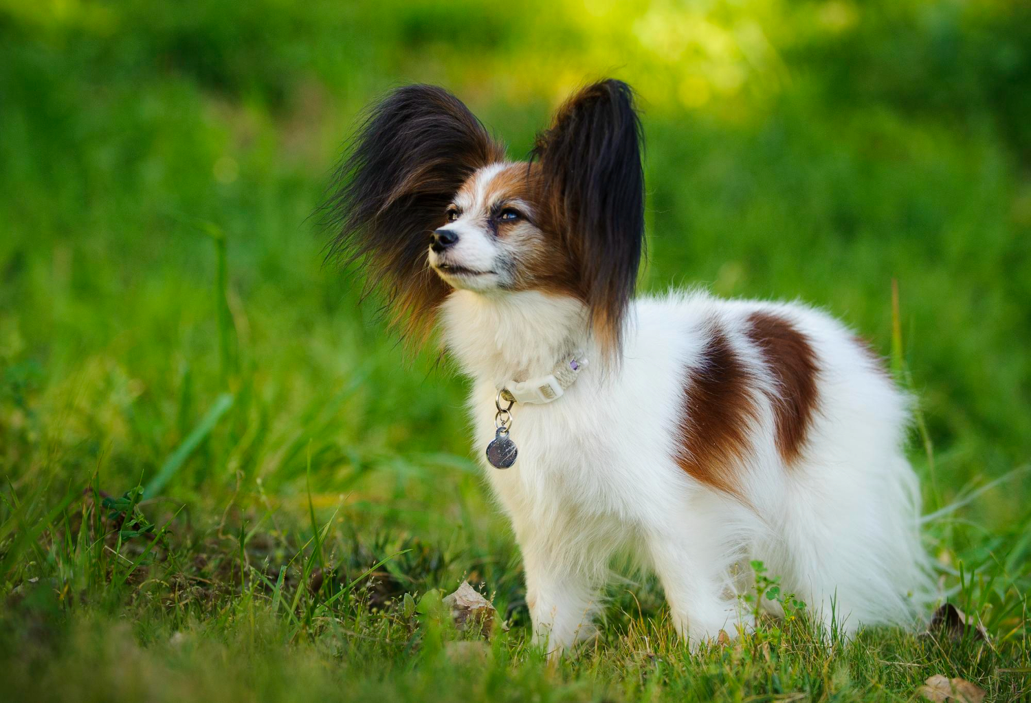 Epagnol nain continental