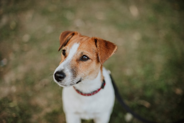 Jack Russel Terrier