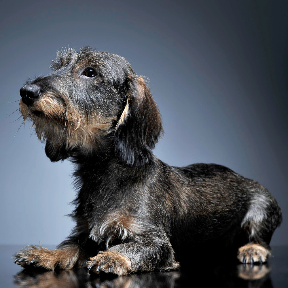 Teckel à poil dur