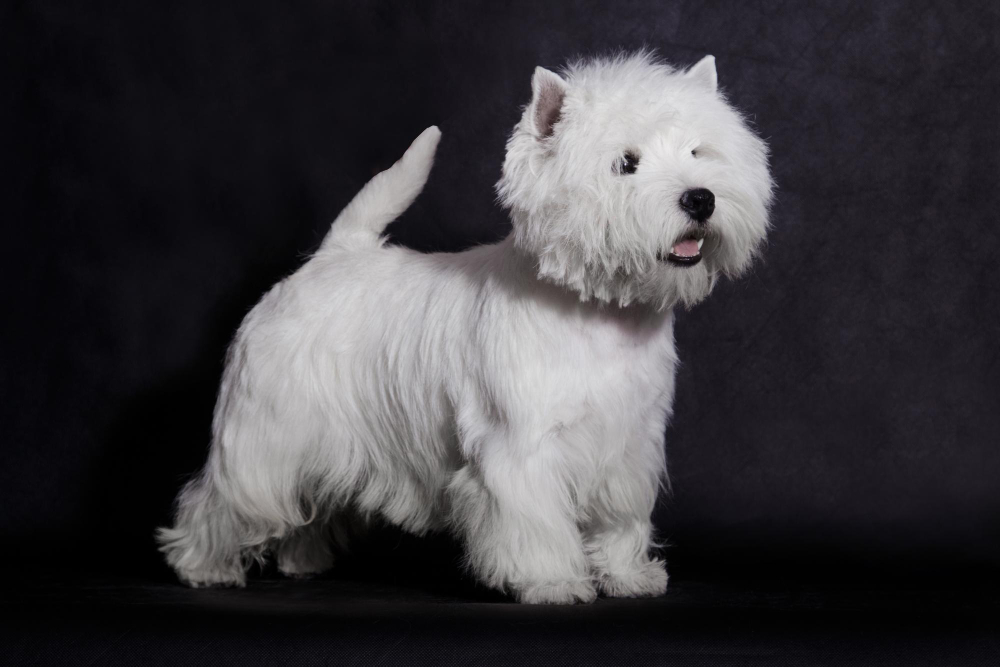 West Highland White Terrier