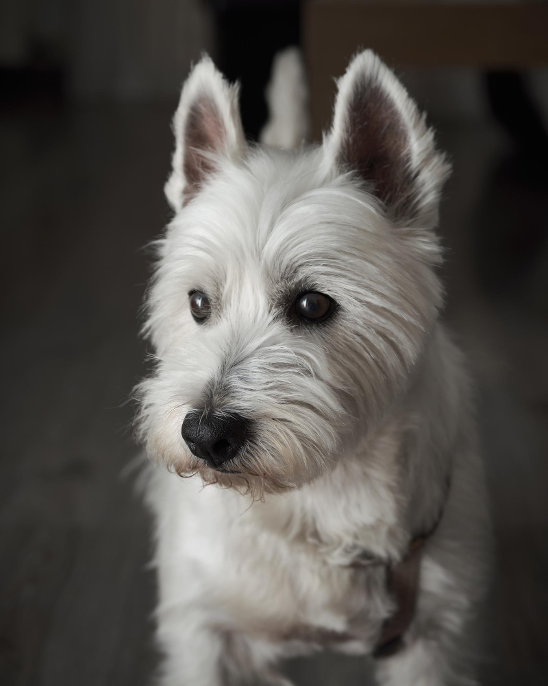 West Highland White Terrier