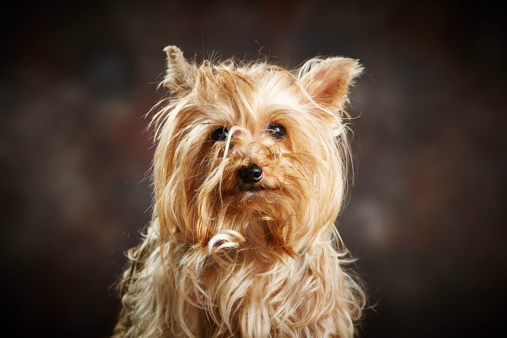 Yorkshire Terrier