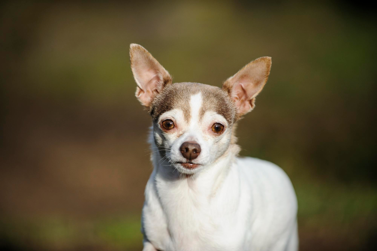 Chihuahua