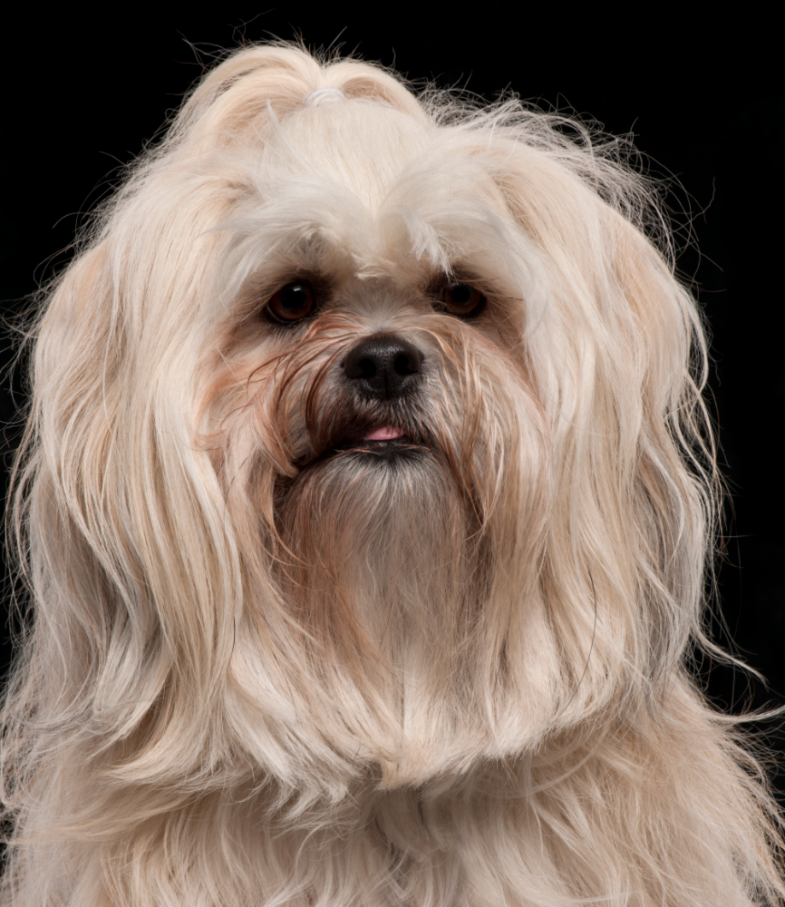 Lhassa apso