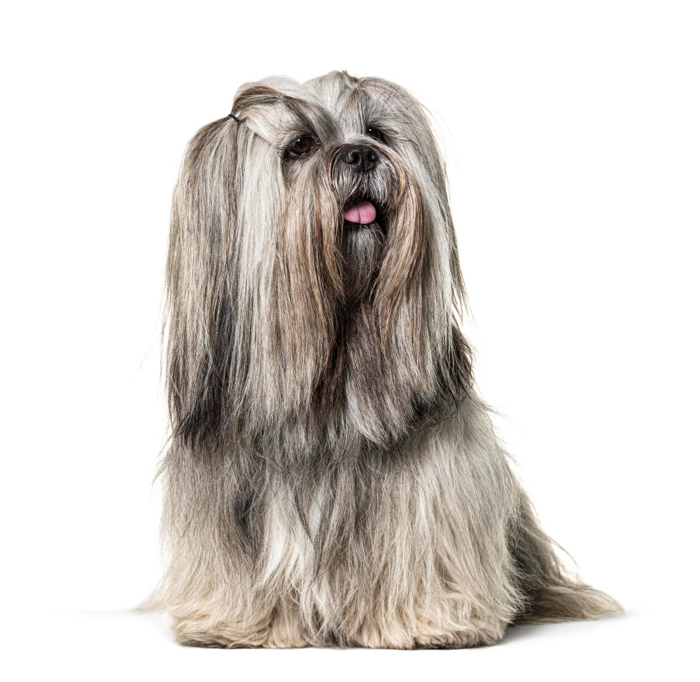 Lhassa apso
