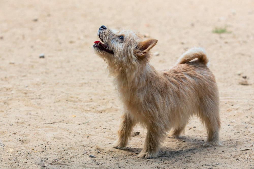 Norwich Terrier