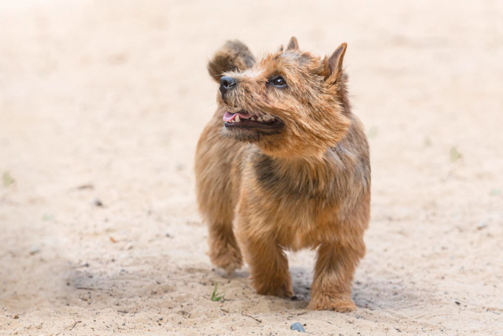 Norwich Terrier