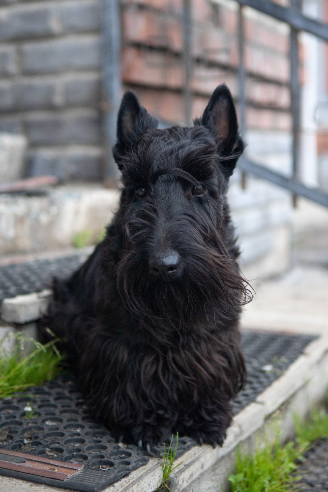 Scottish Terrier