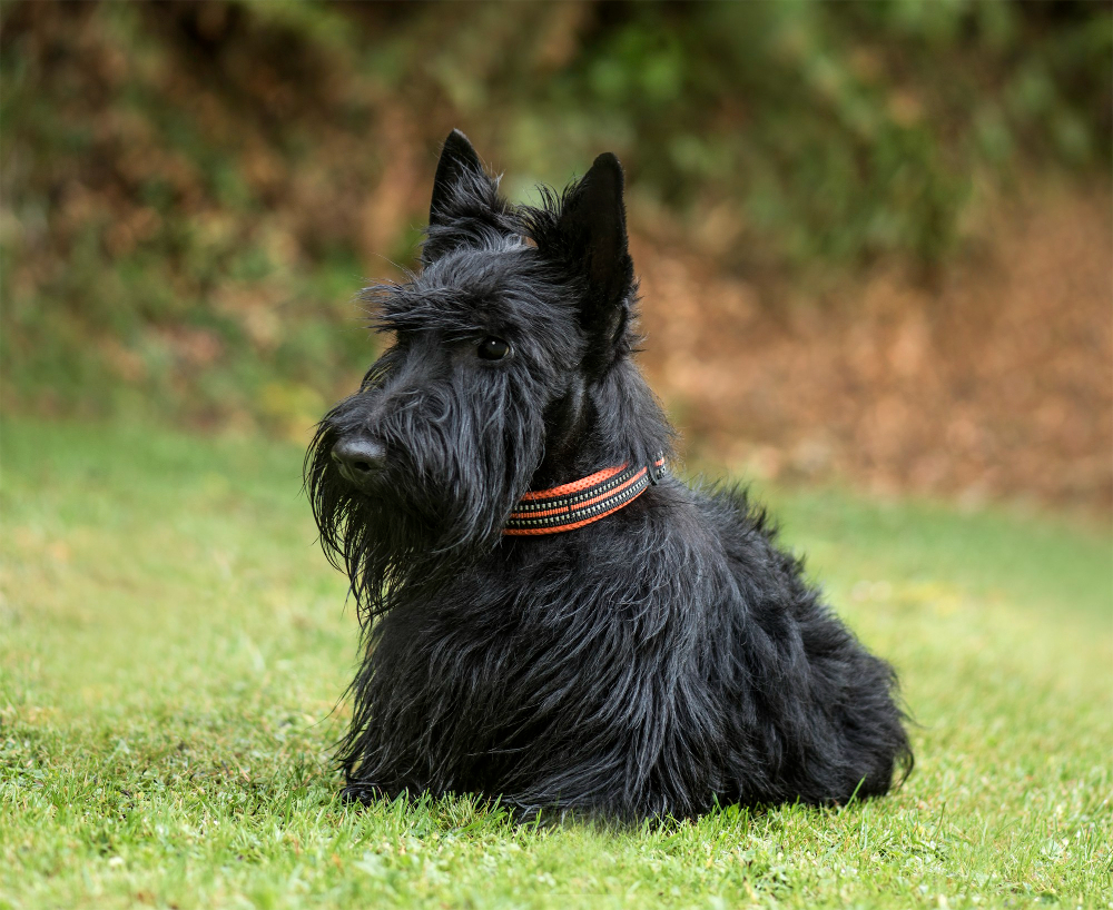 Scottish Terrier