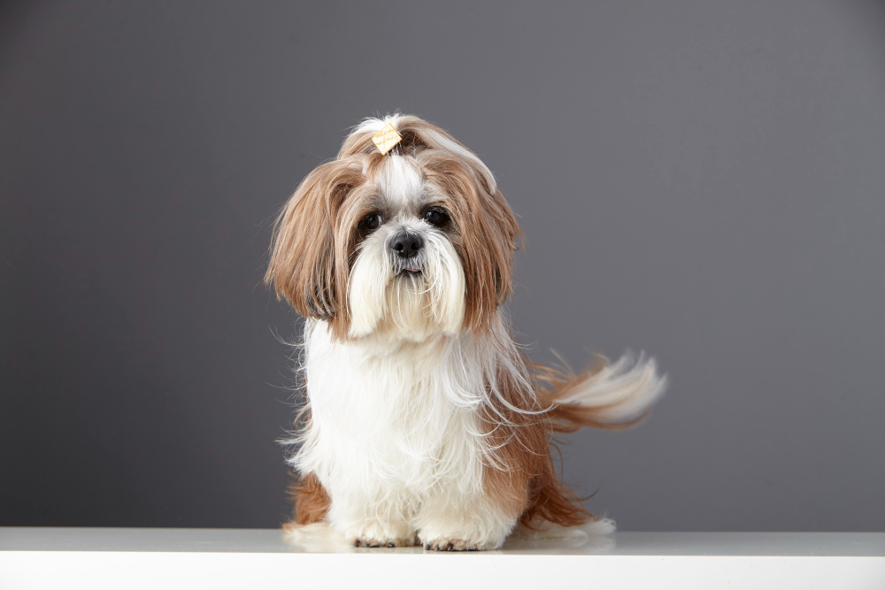 Shih Tzu