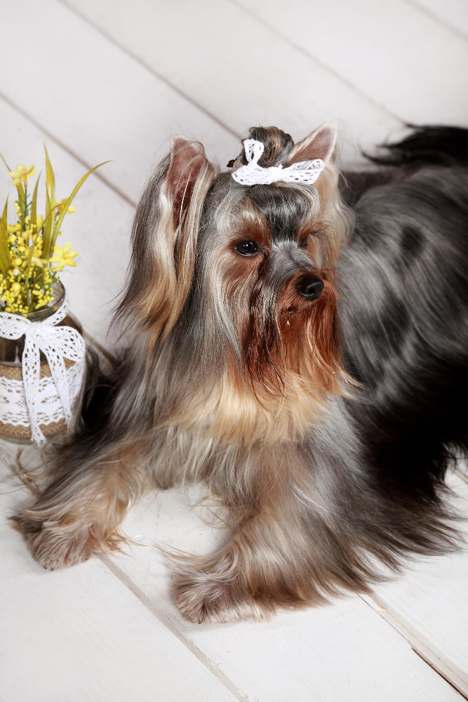 Silky Terrier