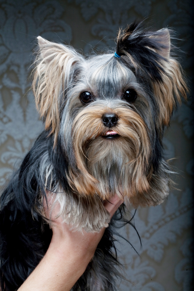 Silky Terrier