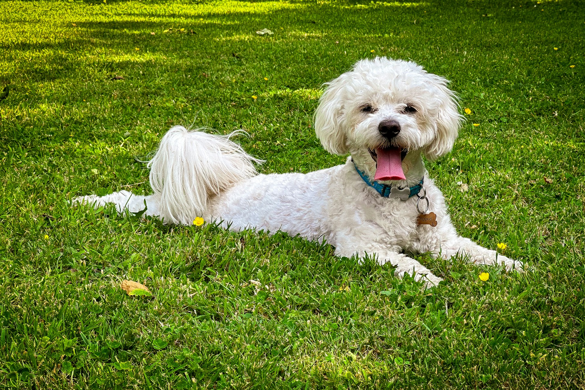 Bichon frisé