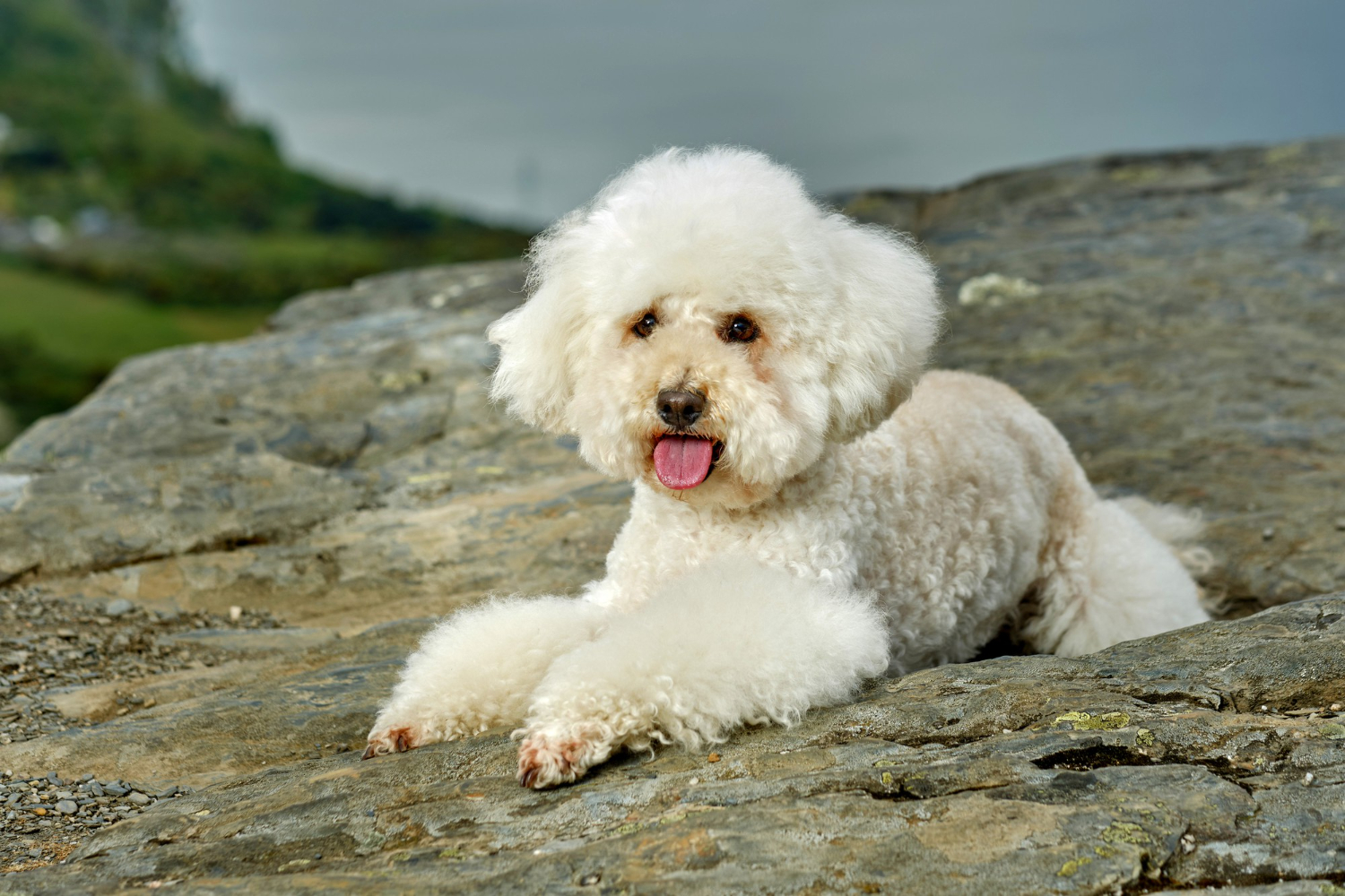 Bichon frisé