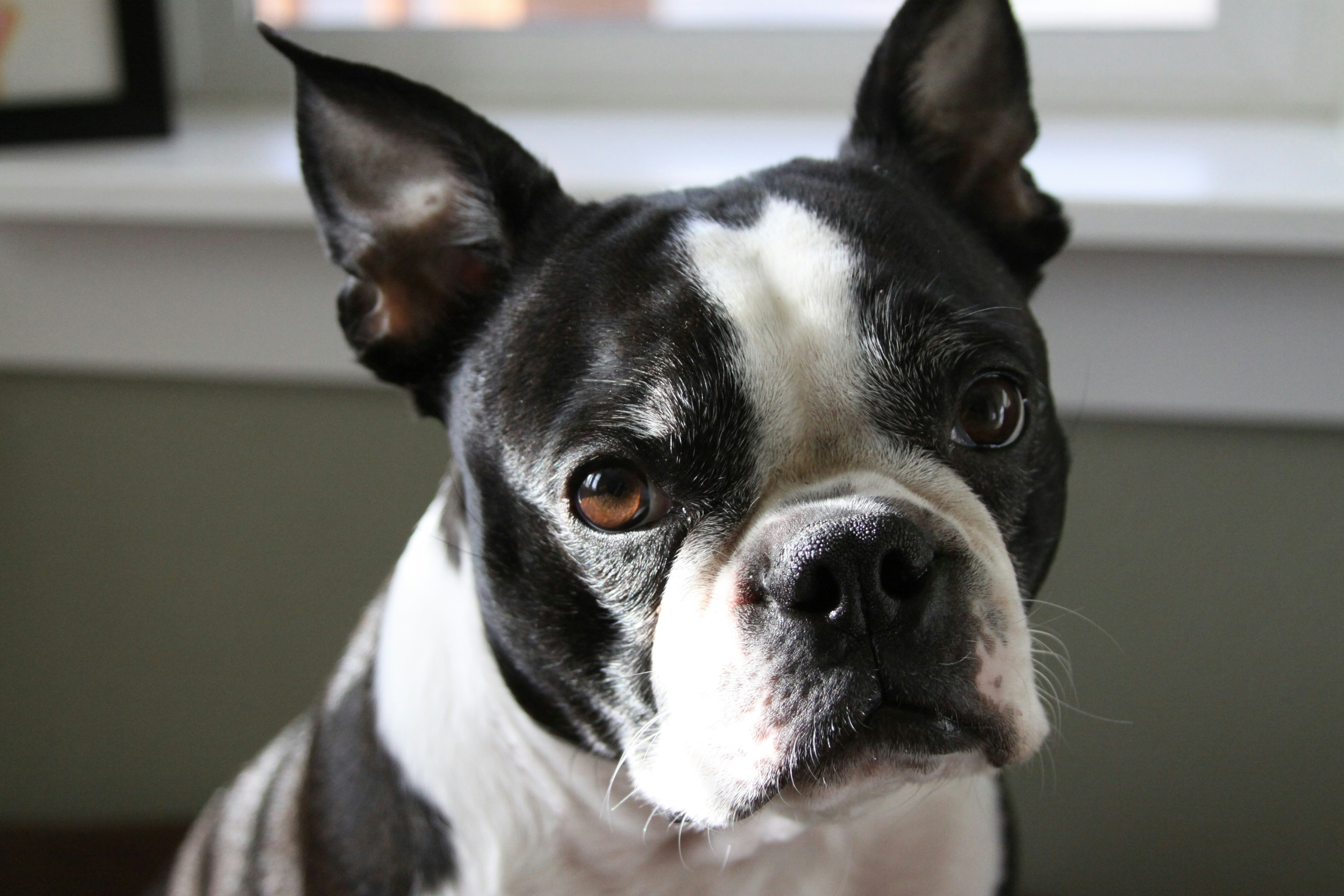 Boston terrier