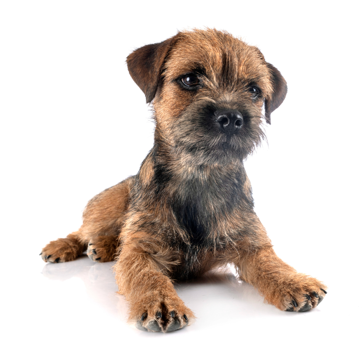 Border Terrier