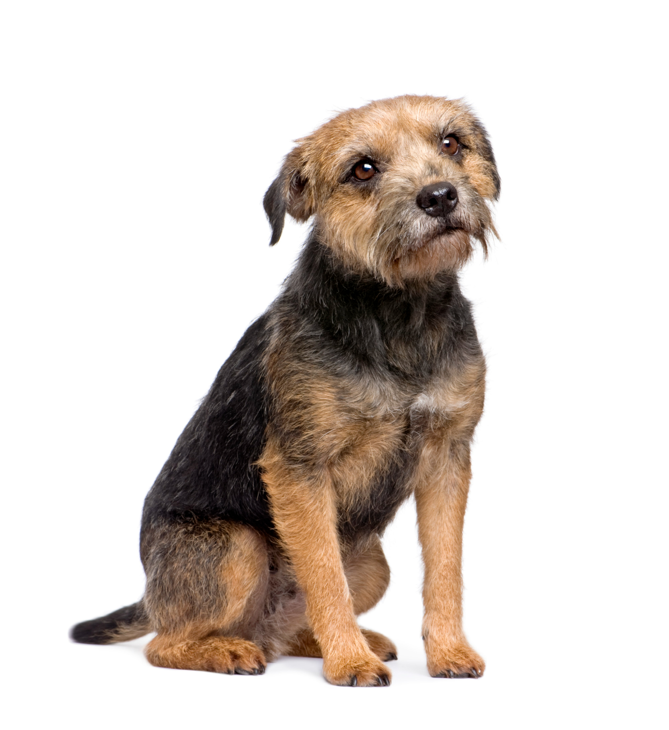 Border Terrier