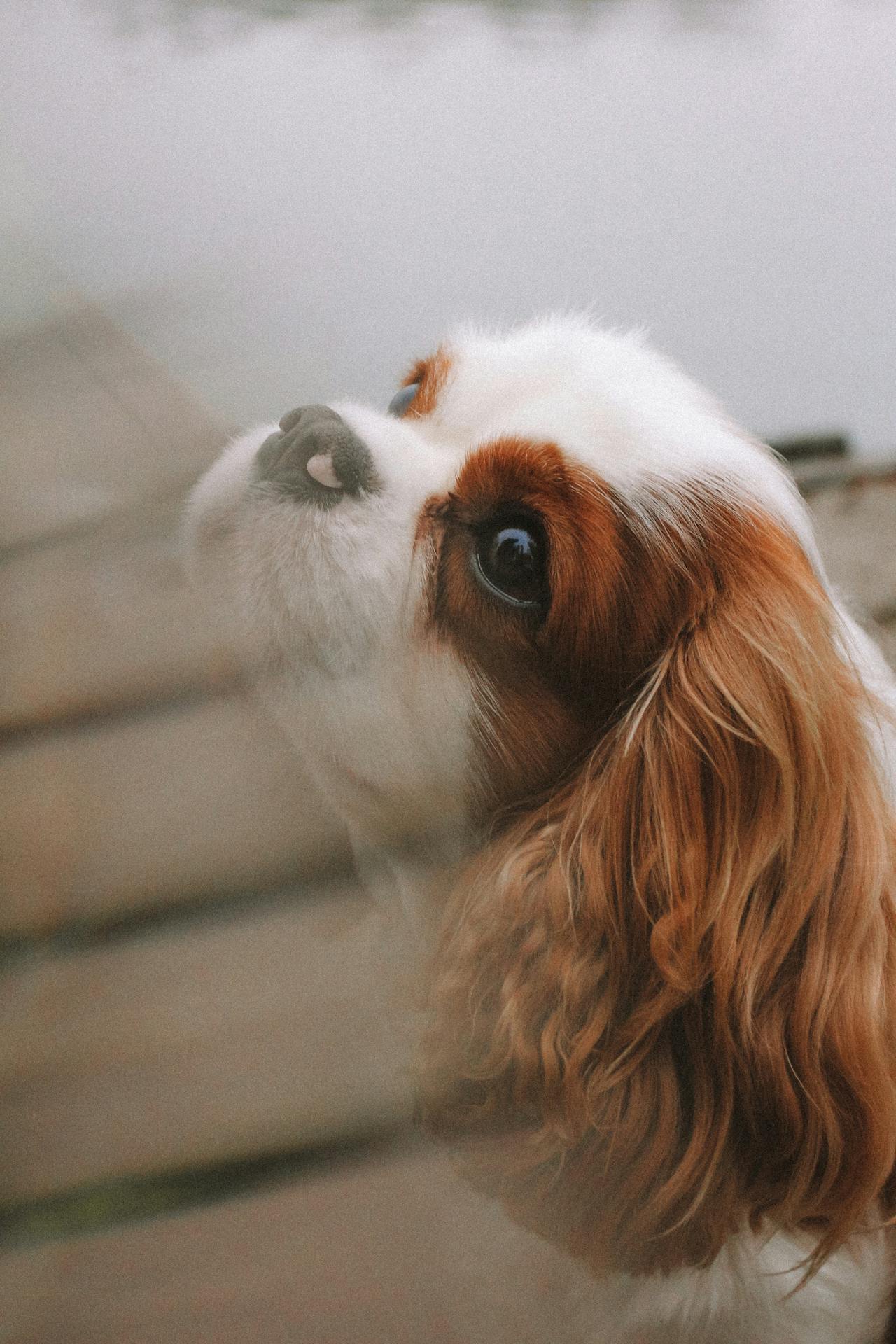 Cavalier King Charles