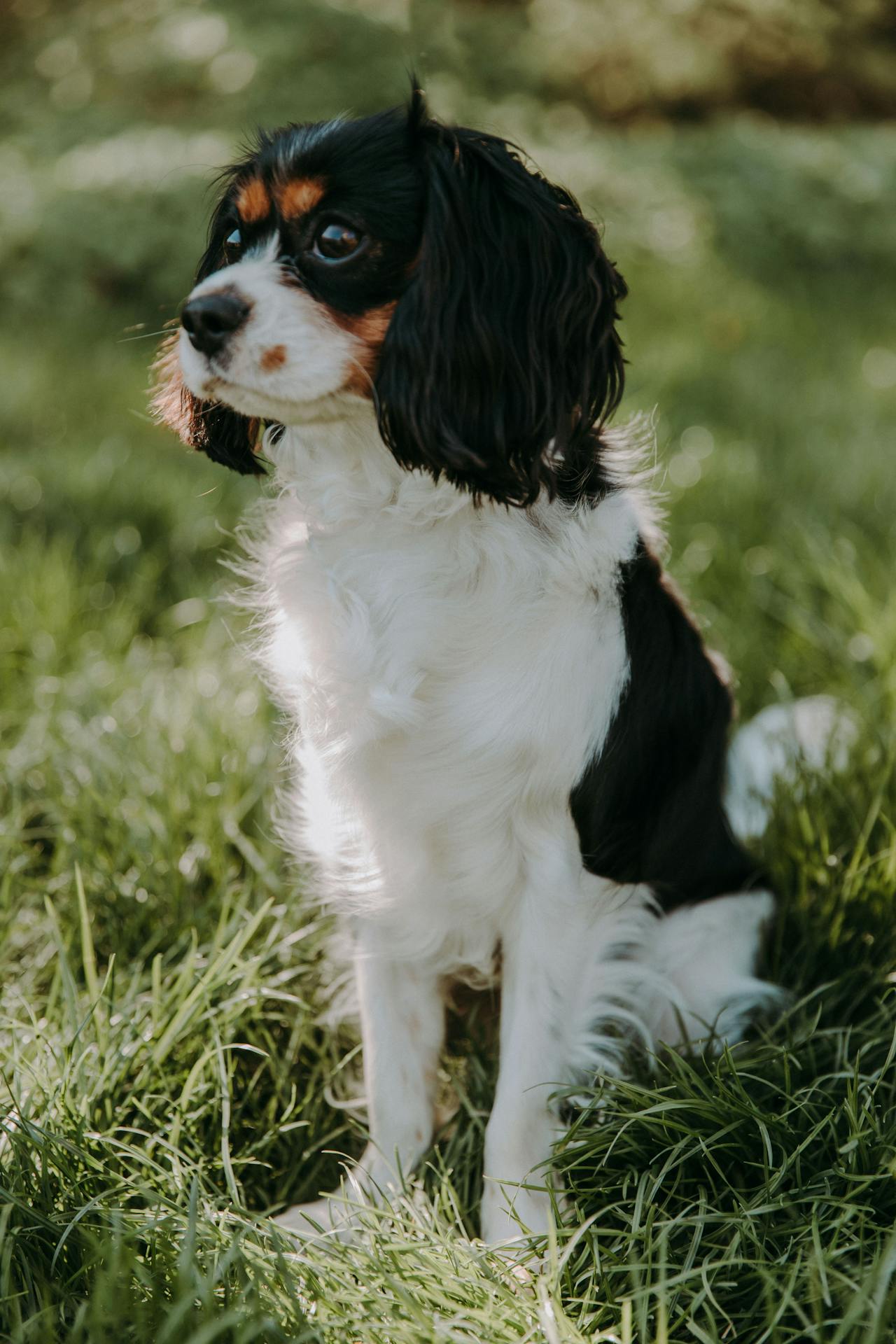 Cavalier King Charles