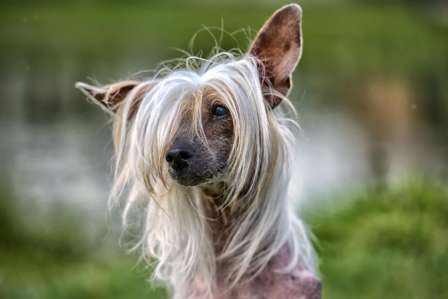 Chien chinois à crête