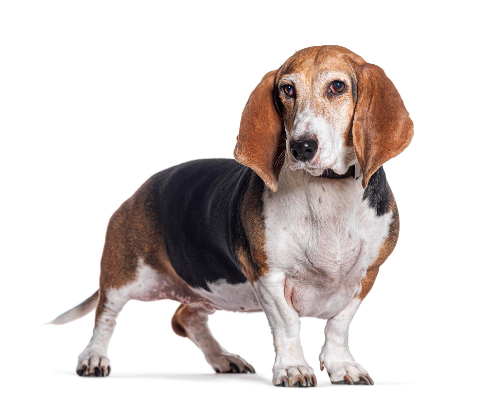 Basset Artésien Normand