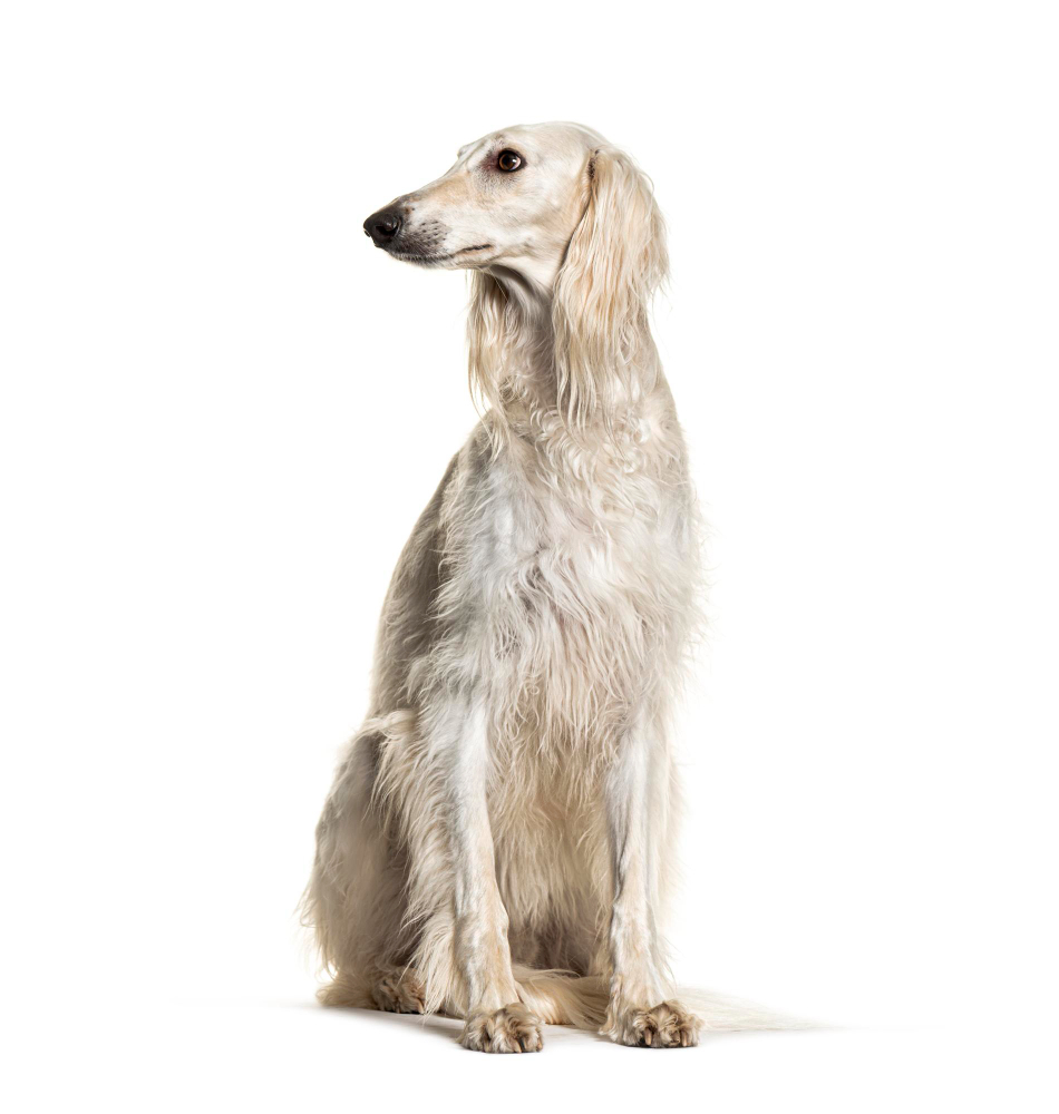 Saluki