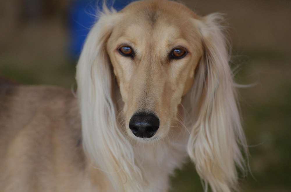 Saluki
