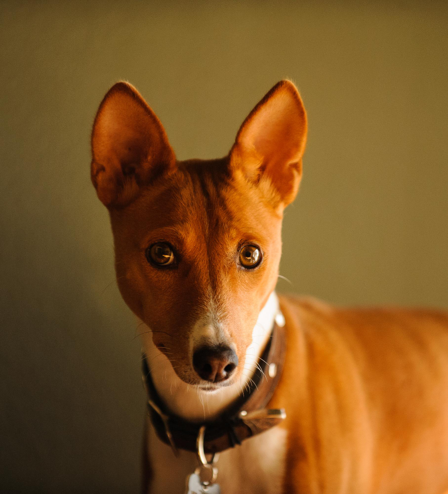 Basenji