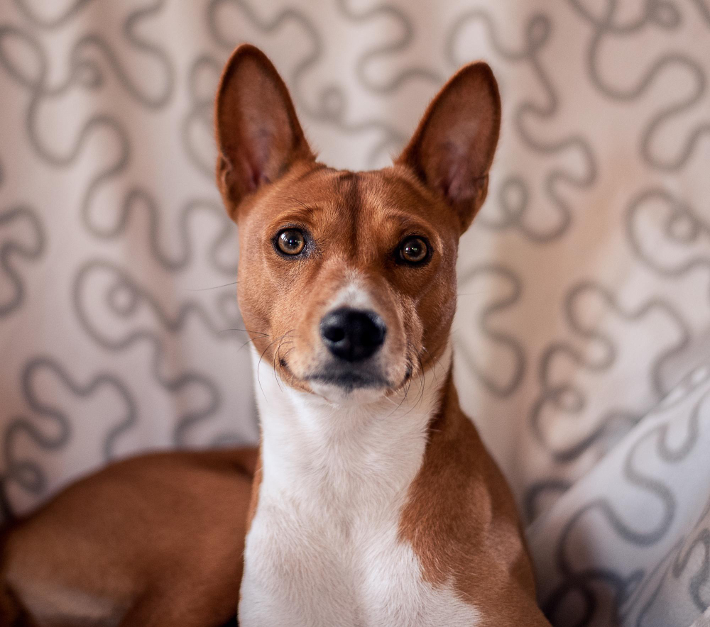 Basenji