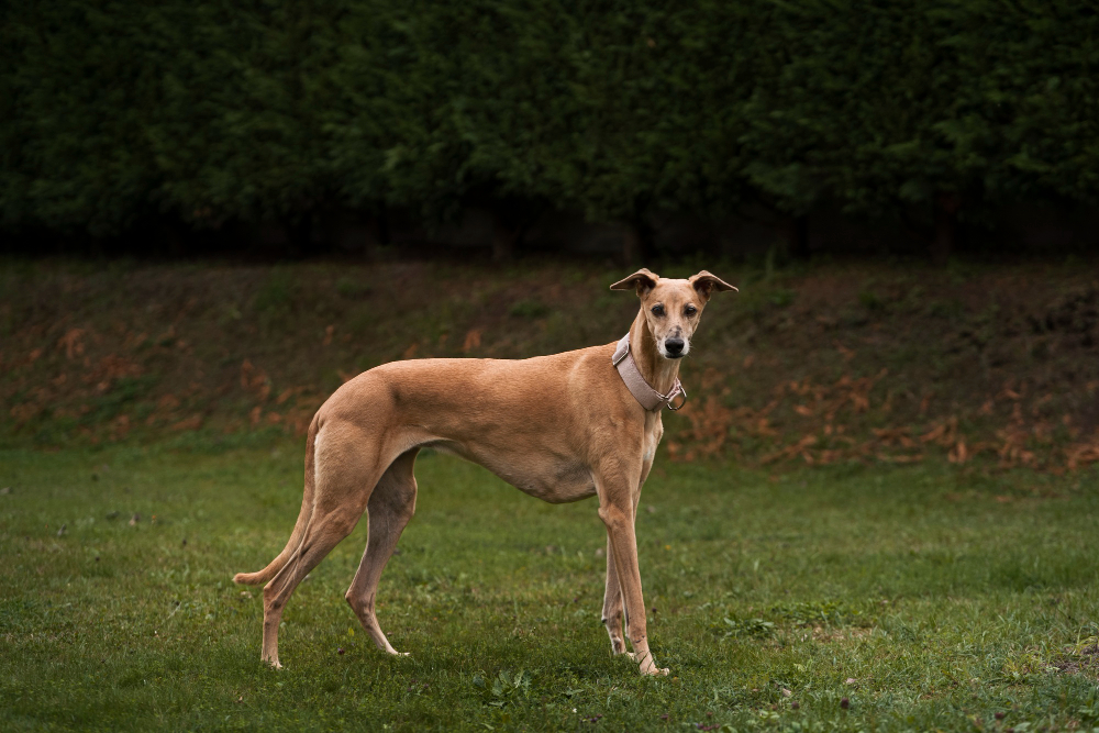 Whippet