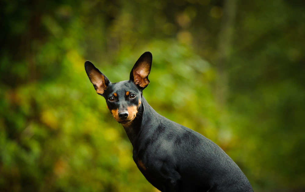 Pinscher Moyen