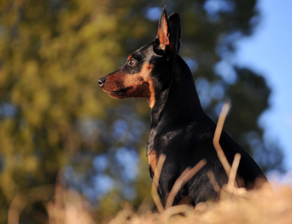 Pinscher Moyen
