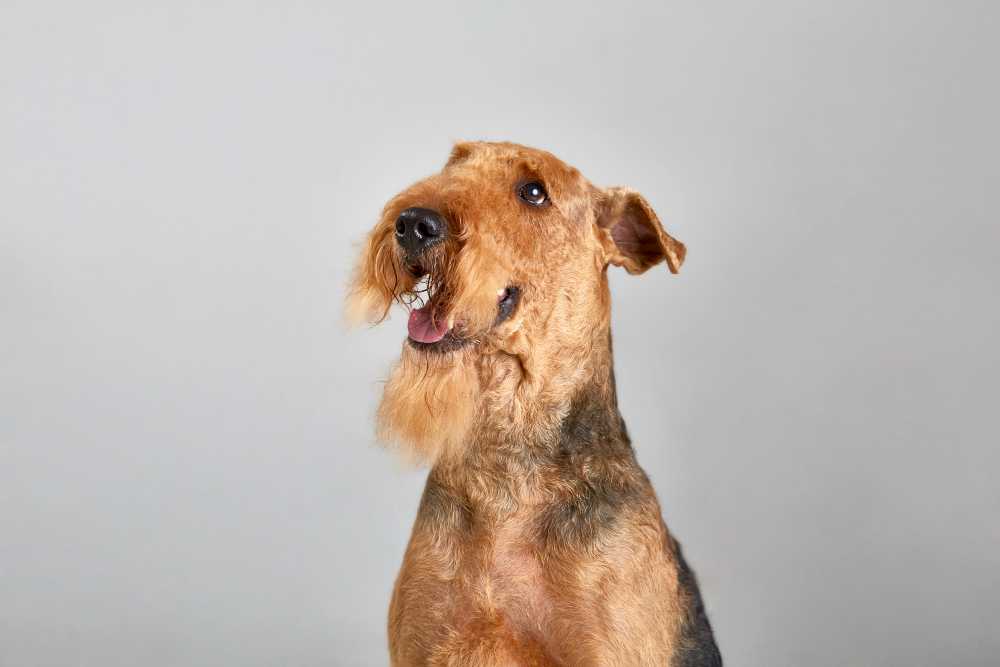 Airedale Terrier