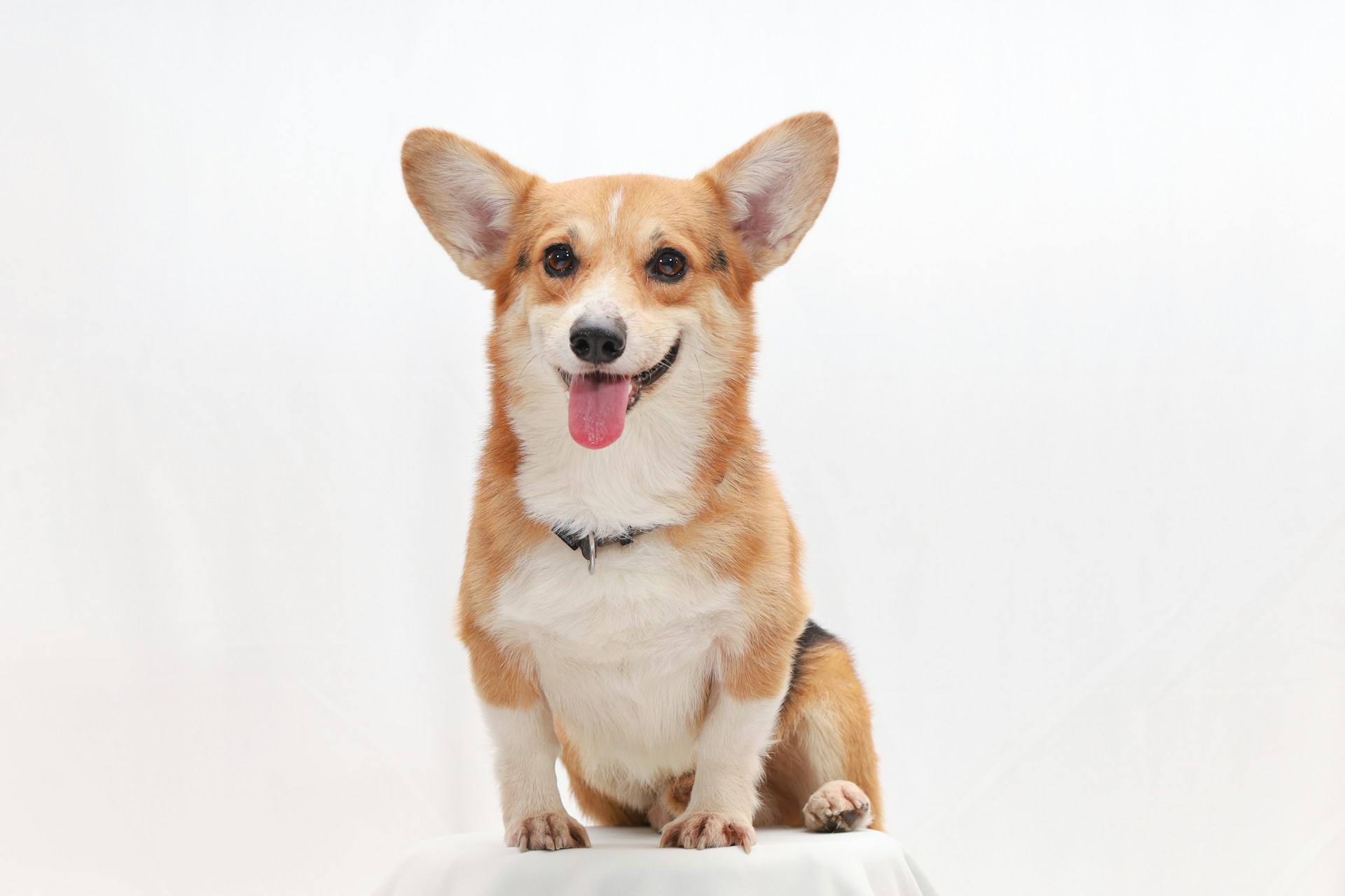 Welsh Corgi Pembroke