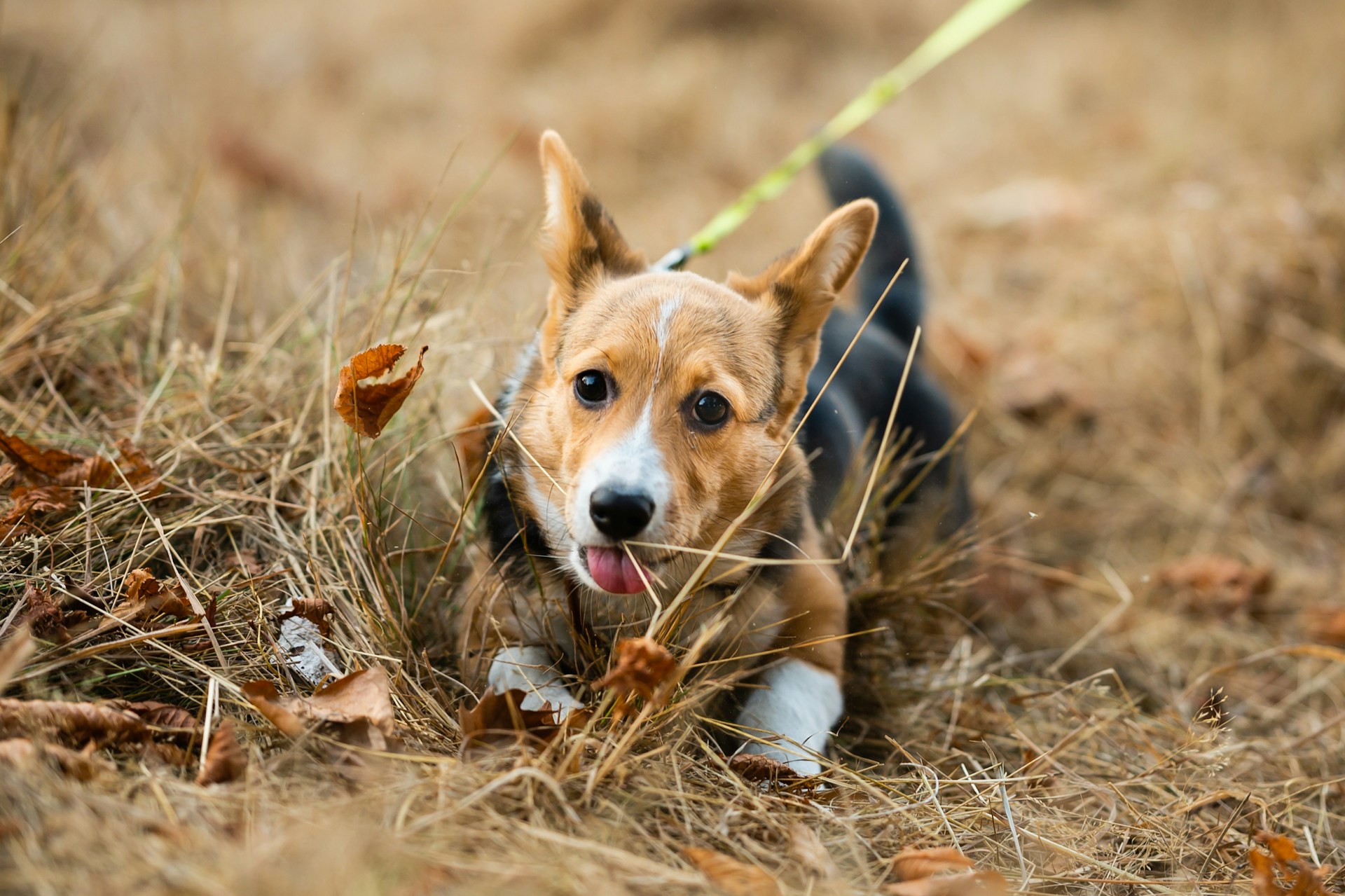 Welsh Corgi Pembroke