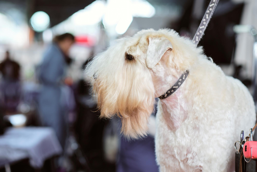 Terrier Irlandais à poil doux