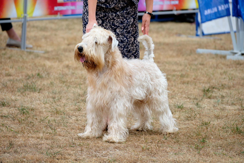 Terrier Irlandais à poil doux